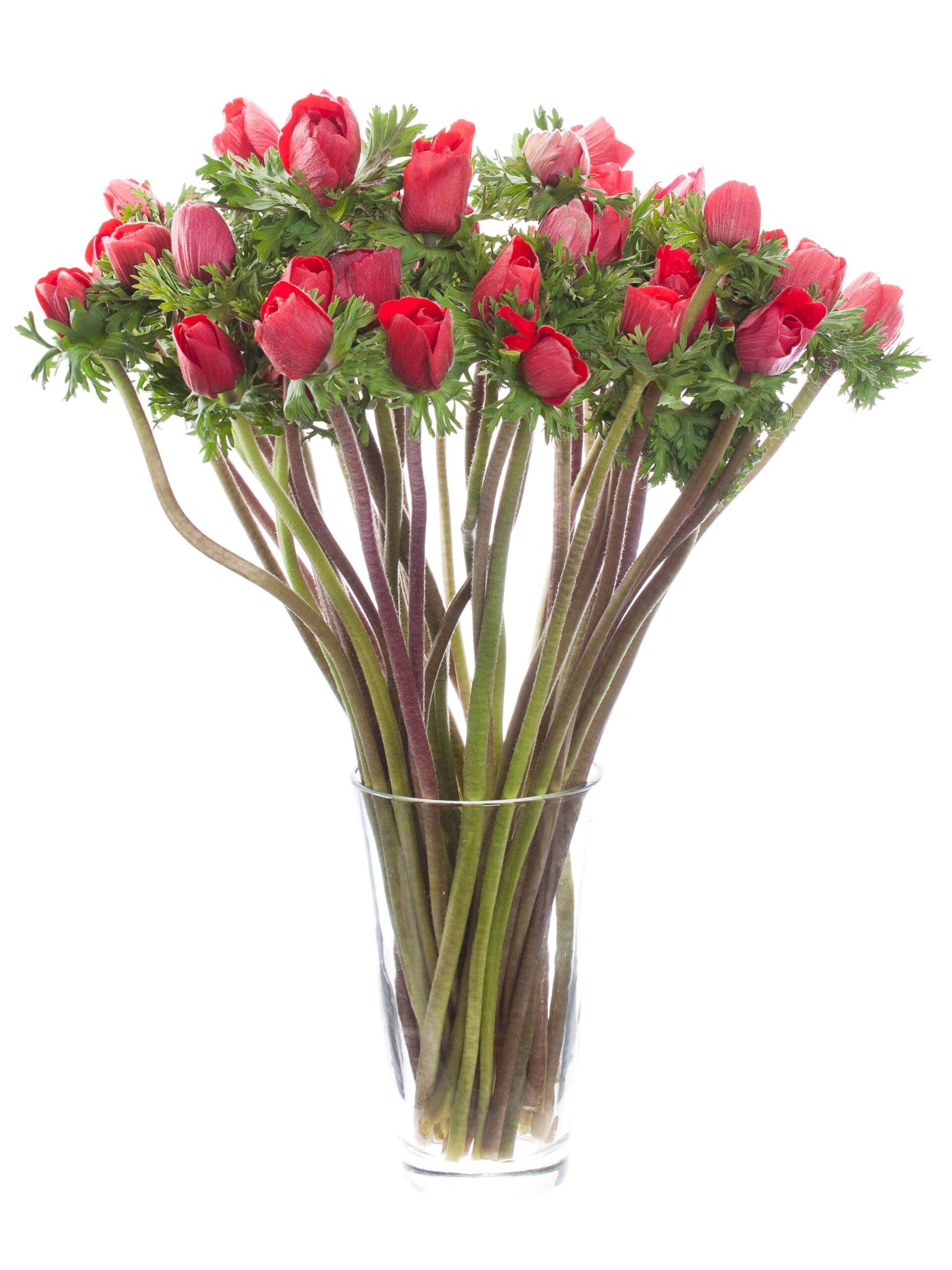 blumigo-anemonen-xl-mistral-rot-schnittblumen image 2
