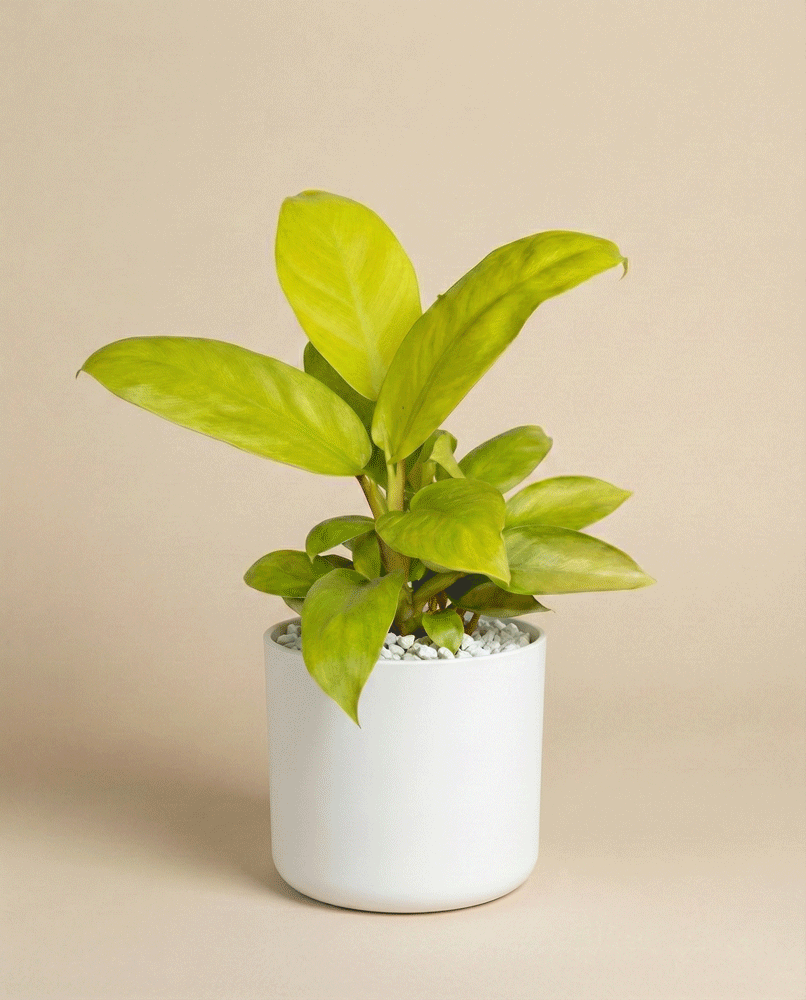 feey-philodendron-ceylon-gold-h-ngepflanze-ohne-bertopf image 7