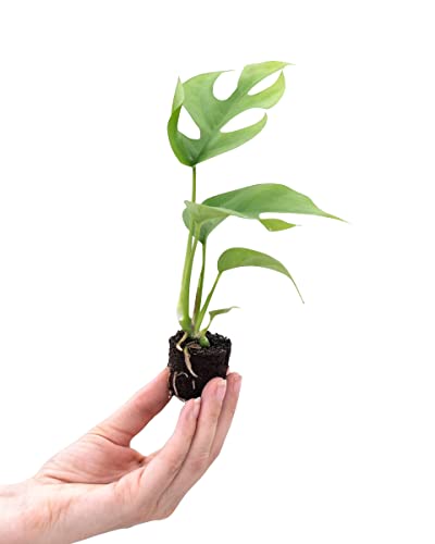 plnts-babyplnts-rhaphidophora-tetrasperma-15cm image 7