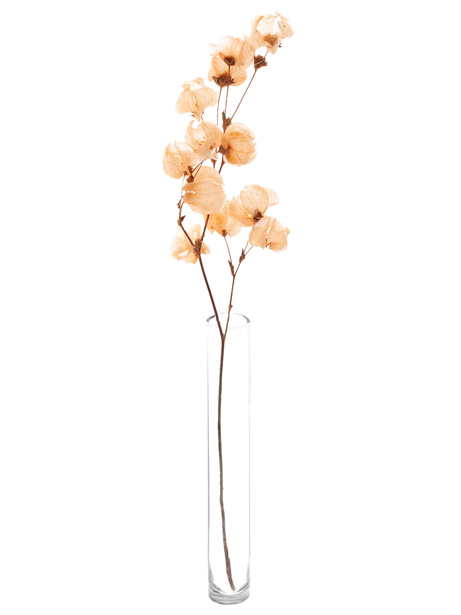 blumigo-trockenblumen-bougainvillea-trockenblume-apricot image 3