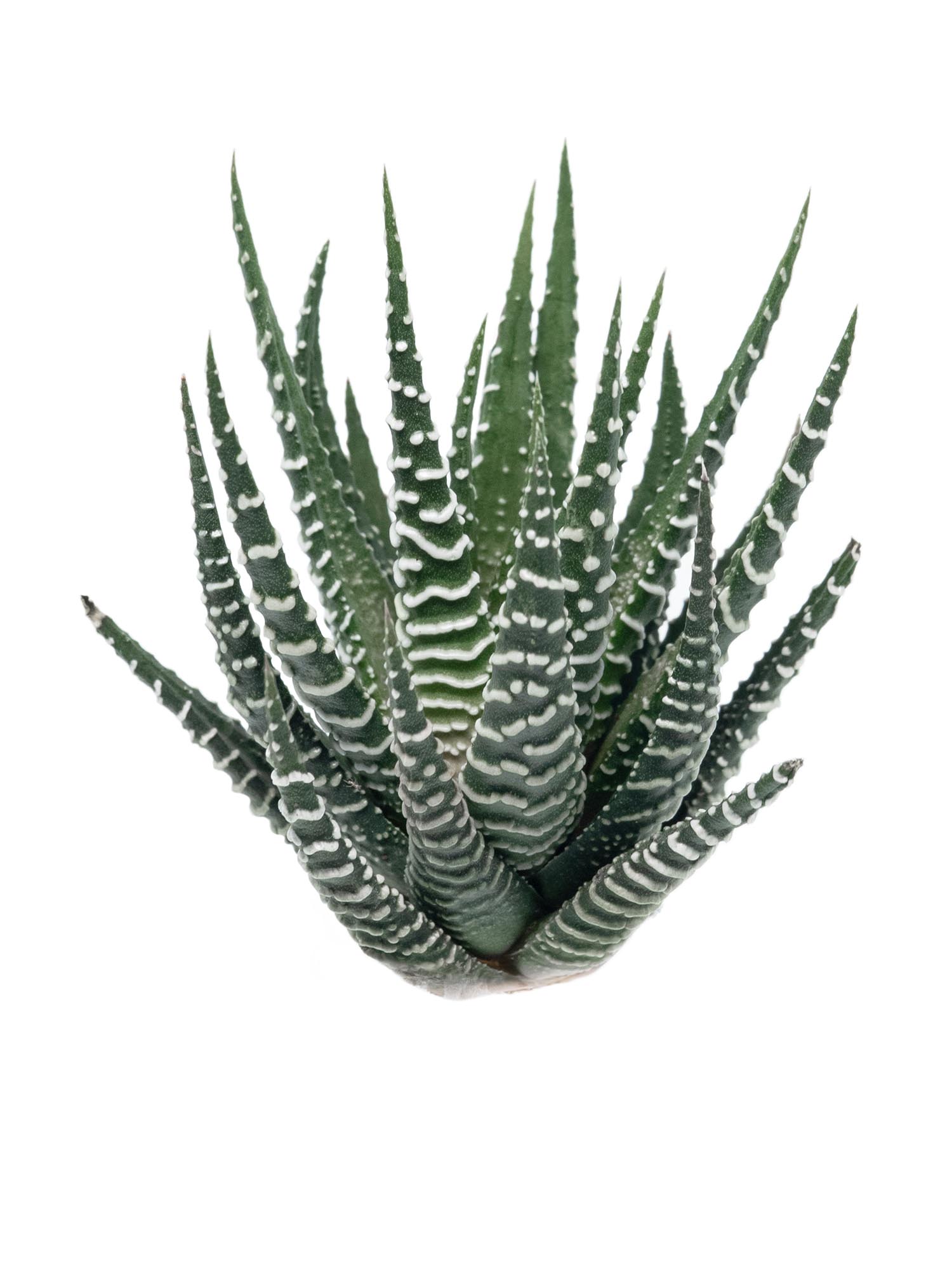 blumigo-blattwerk-sukkulenten-haworthia-fasciata-gr-n-wei image 8