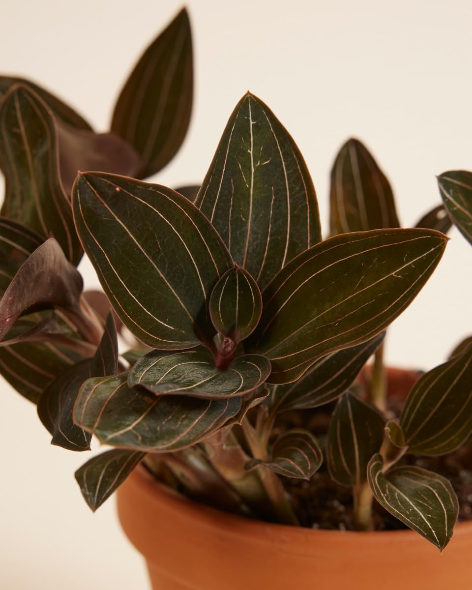 plnts-rareplnts-ludisia-discolor-orchidee-15-cm-juwelorchidee image 3