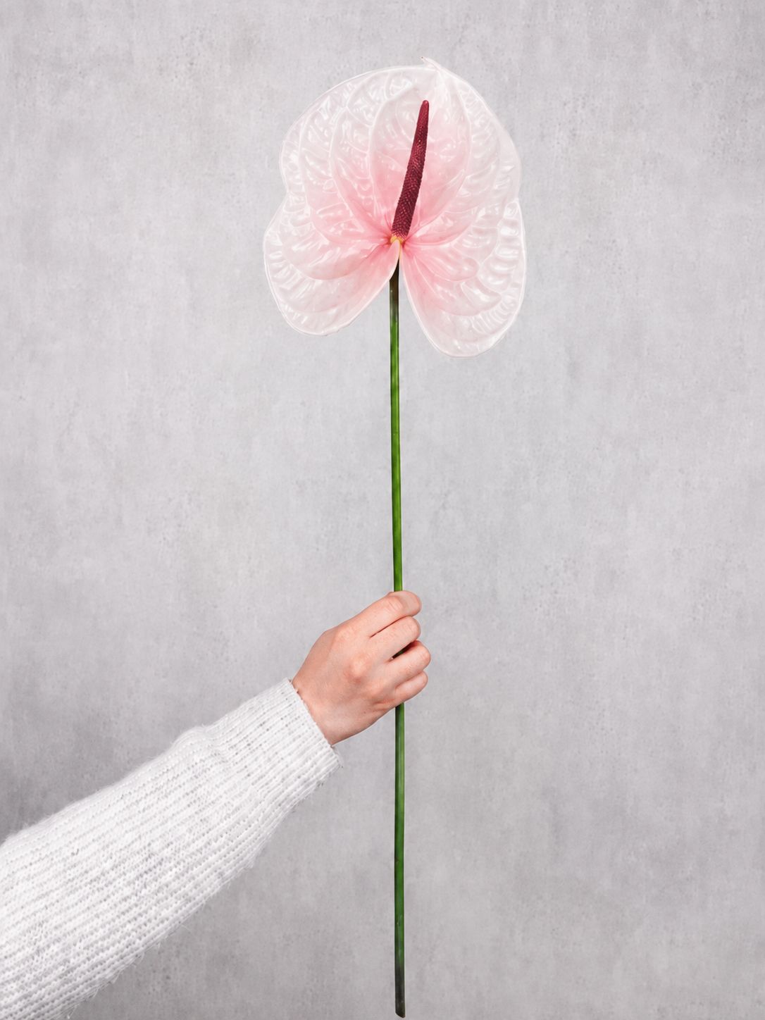 blumigo-anthurie-lunette-schnittblume-rosa-pink image 1
