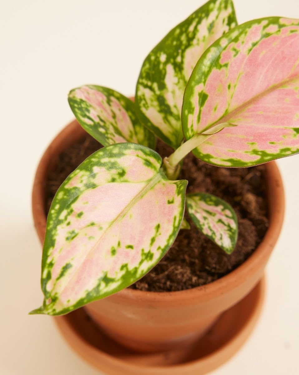 plnts-babyplnts-aglaonema-red-valentine-zimmerpflanze-15-cm image 4