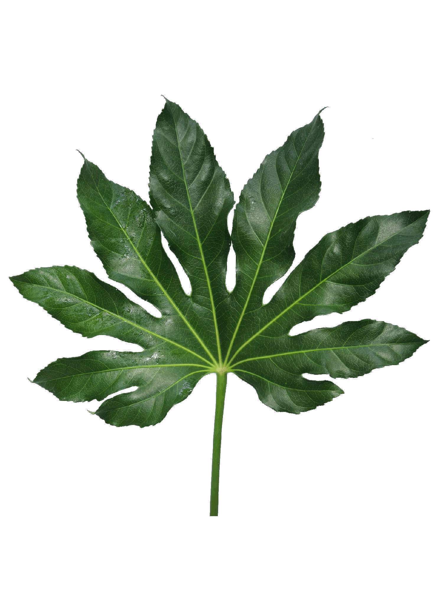 blumigo-blattwerk-aralien-bl-tter-fatsia-japonica-bindegr-n image 2