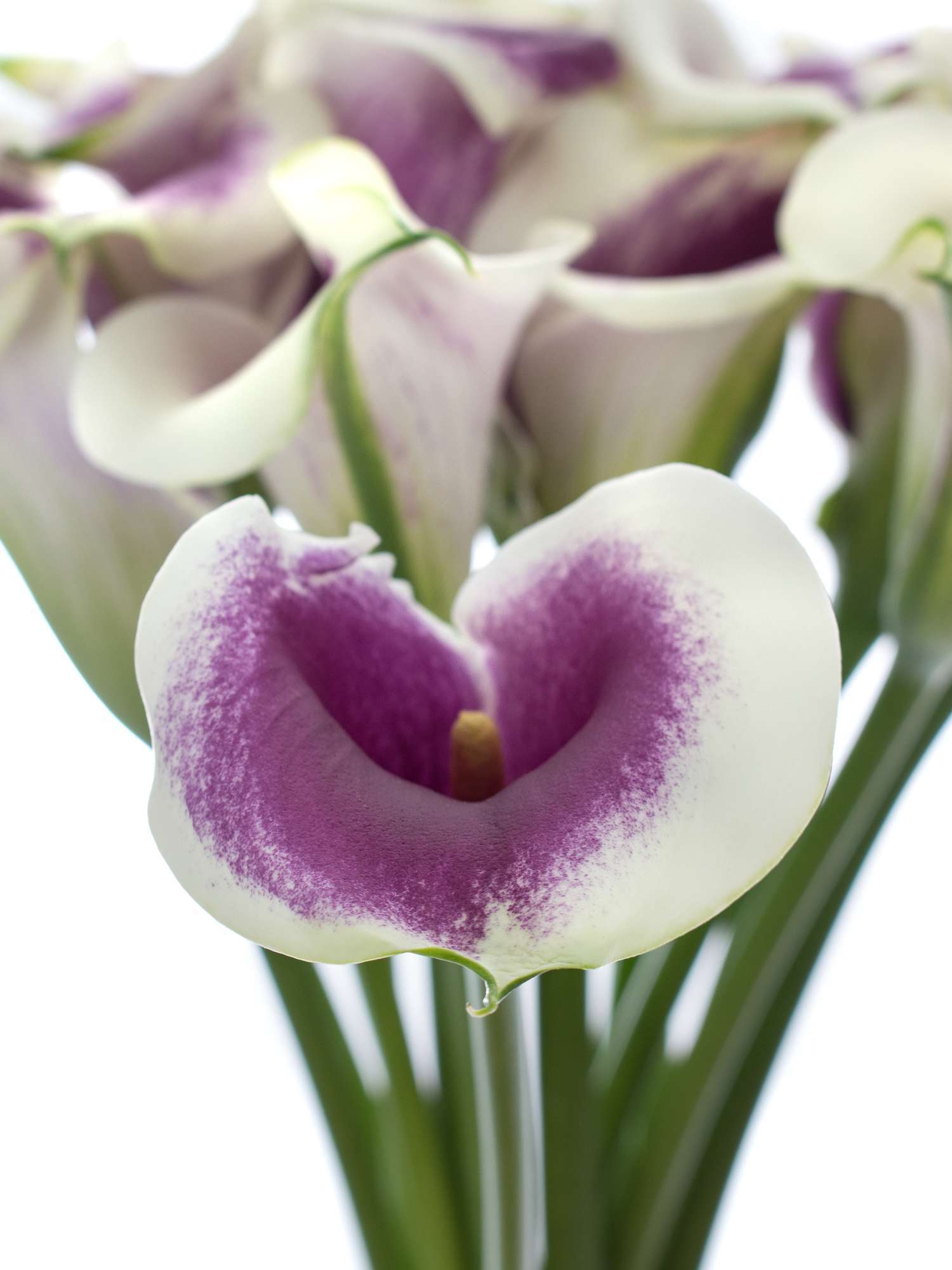 blumigo-calla-vermeer-crem-lila-schnittblume image 2