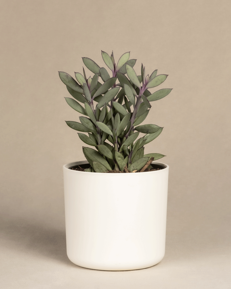feey-variado-senecio-crassissimus-zimmerpflanze image 7