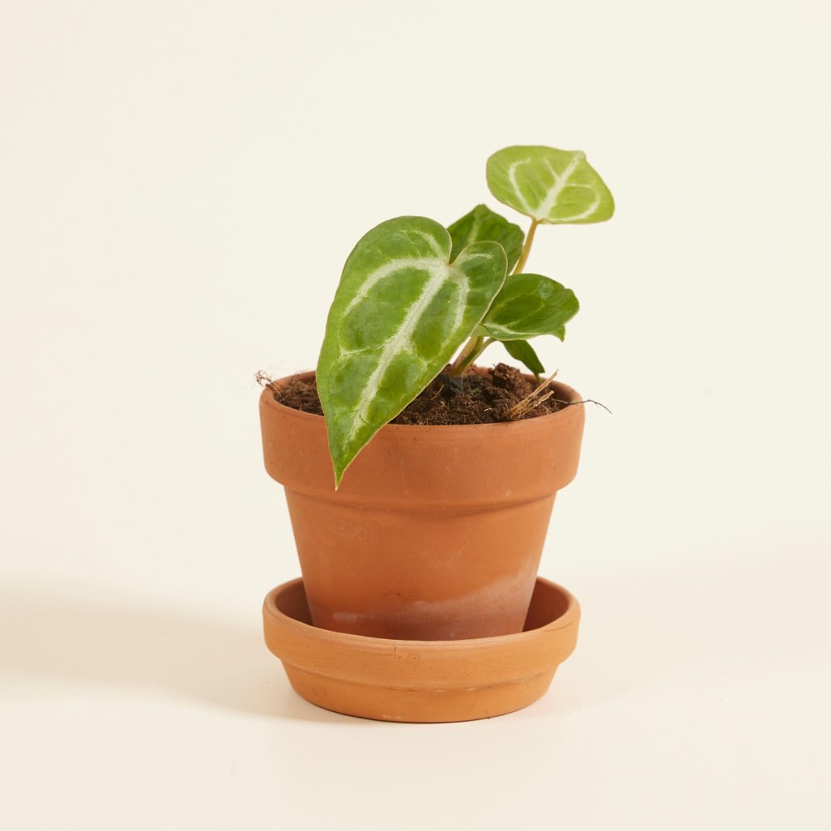plnts-babyplnts-baby-anthurium-crystallinum-mini-pflanze-10-cm-bl-te image 6