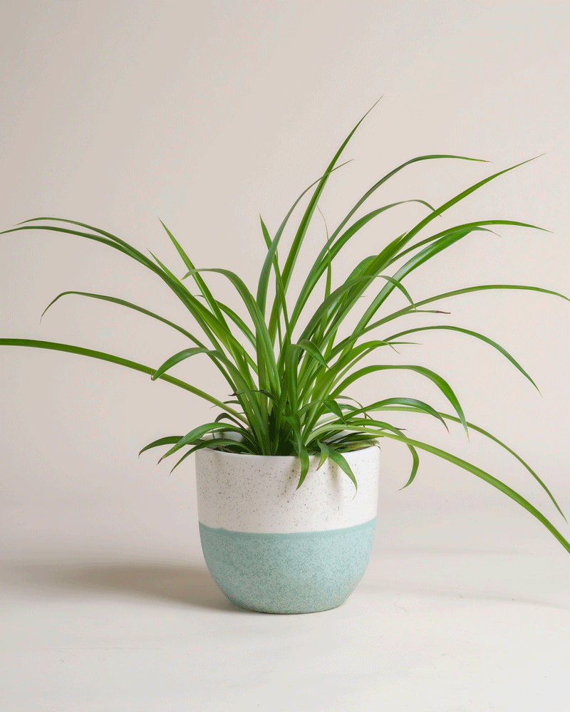 feey-variado-gr-ne-gr-nlilie-chlorophytum-tierfreundlich image 4