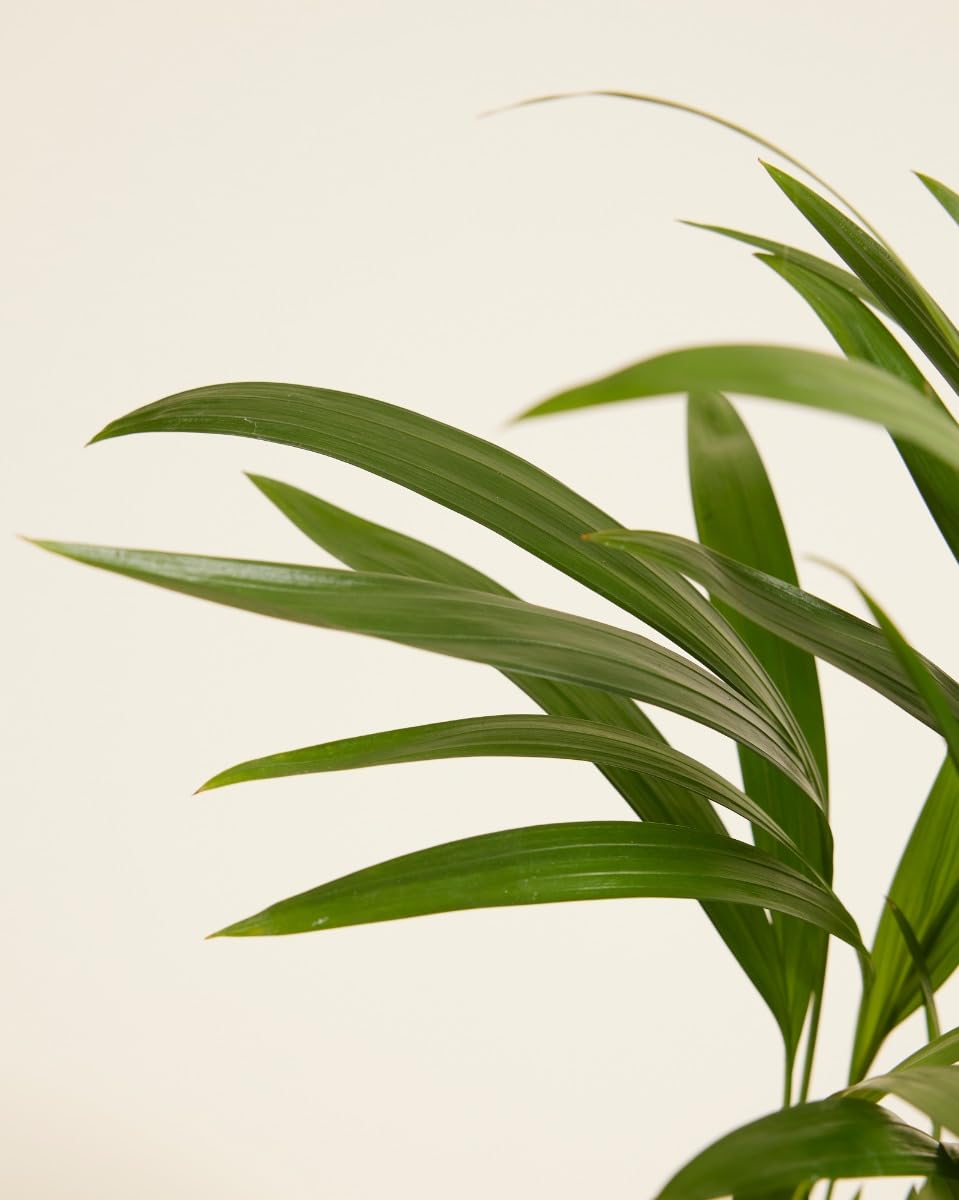 plnts-rareplnts-areca-lutescens-12-cm-topf-35-cm-palme image 3
