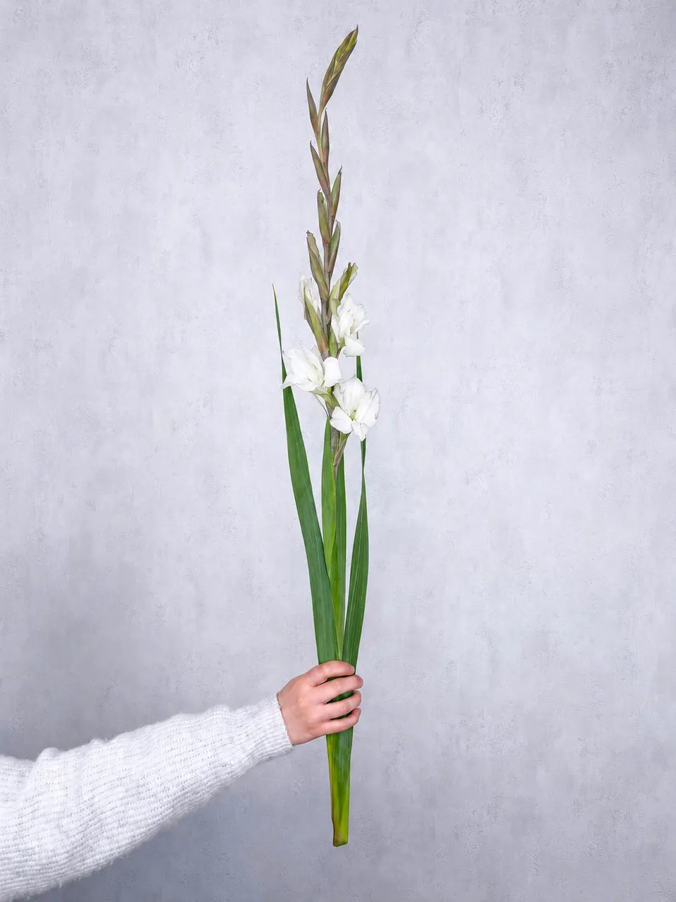 blumigo-gladiolen-essential-schnittblume-wei-stiel image 1