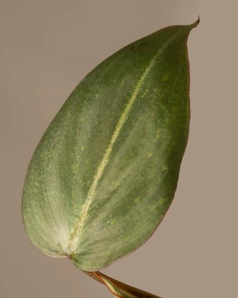 feey-variado-philodendron-gloriosum-babypflanze-ohne-bertopf image 2