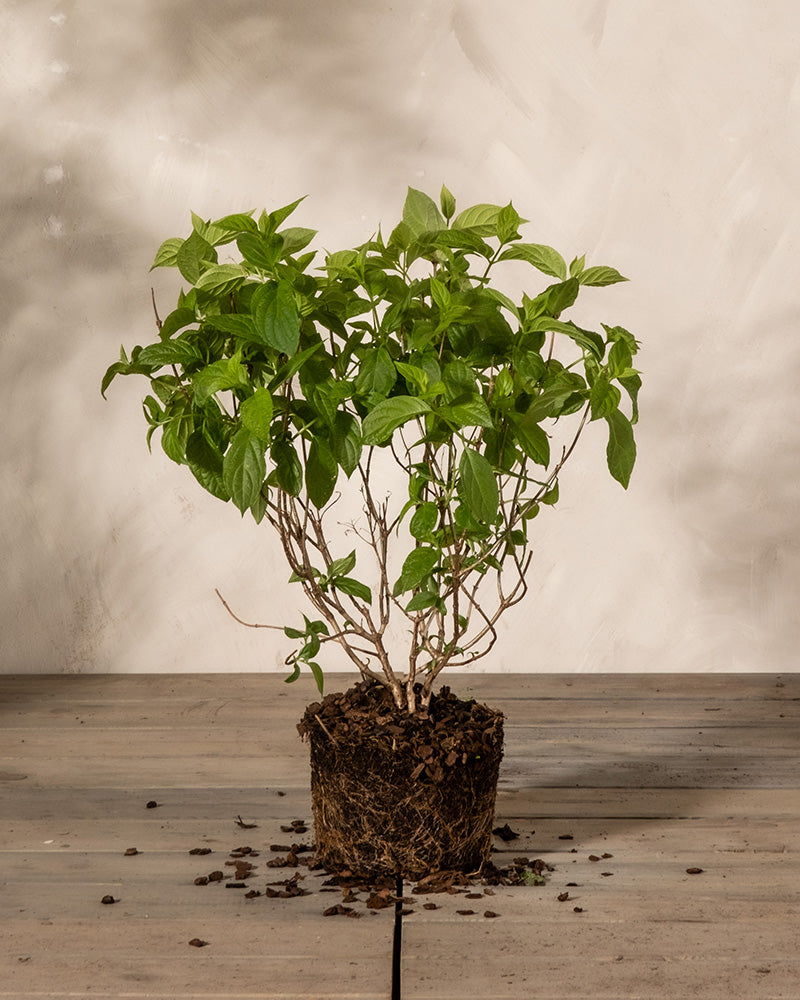 feey-amsterdam-pinke-rispenhortensie-winterhart-strauch image 3