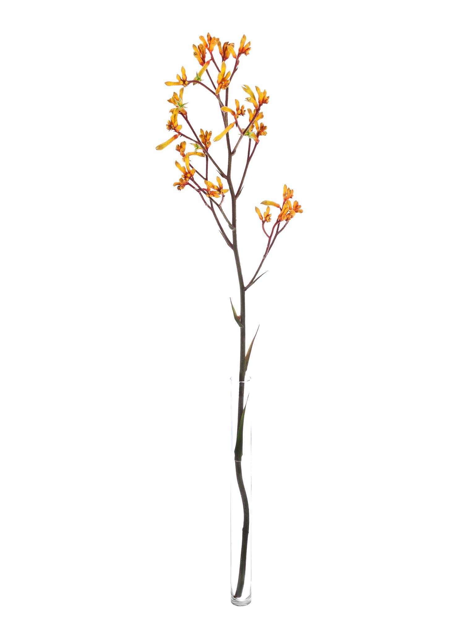 blumigo-anigozanthos-gold-fever-k-ngurupfote image 3