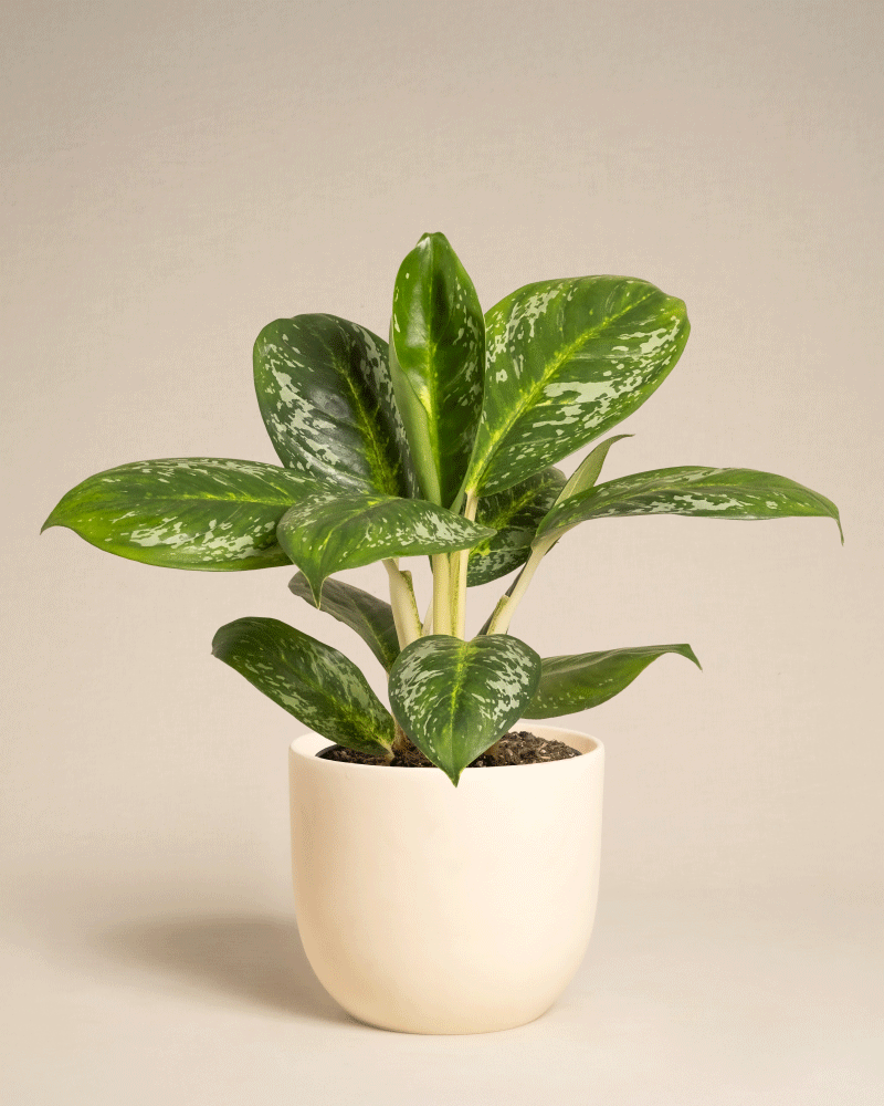 feey-variado-aglaonema-onyx-green-ohne-bertopf image 8