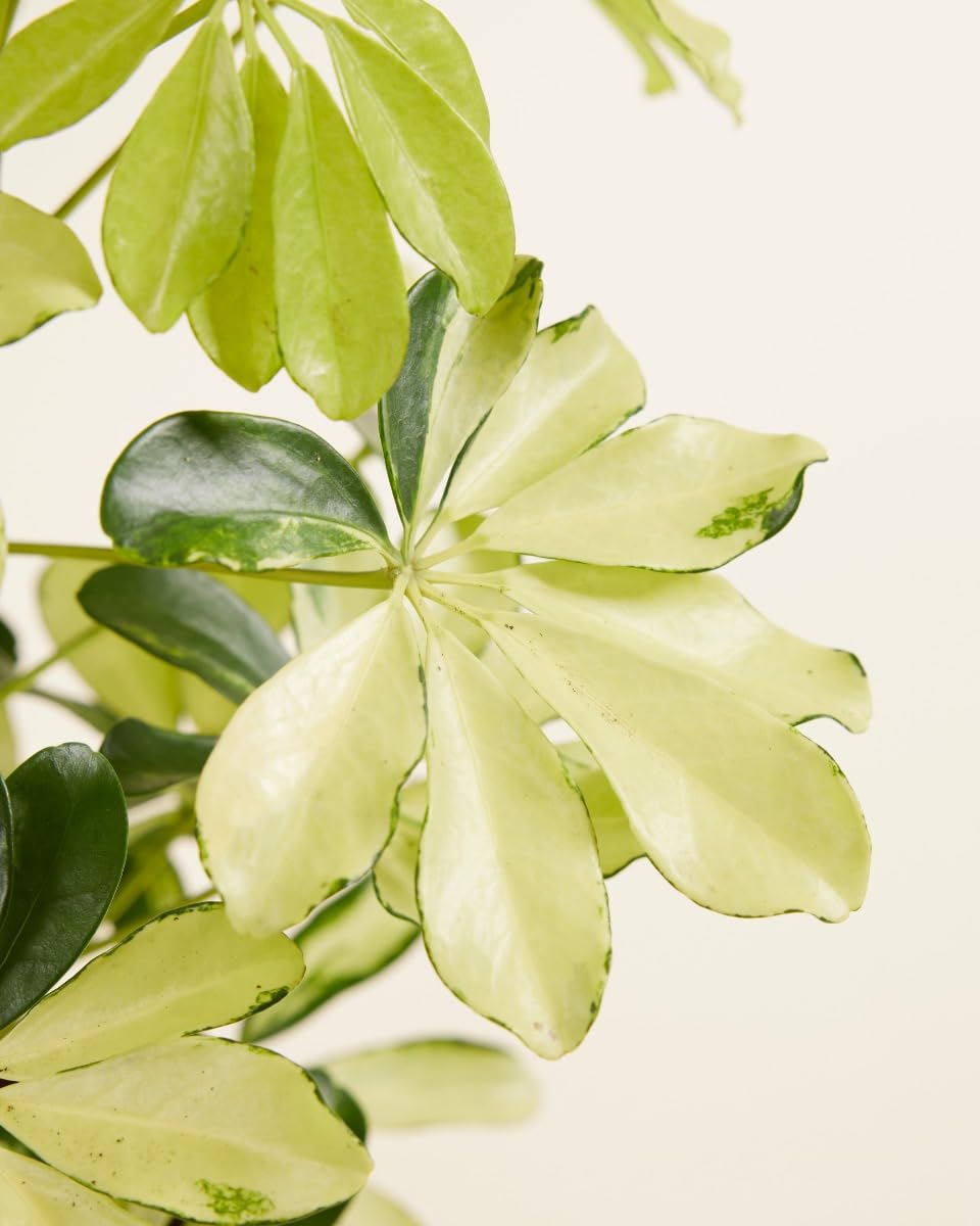 plnts-schefflera-melanie-fingeraralie-zimmerpflanze-13cm image 4