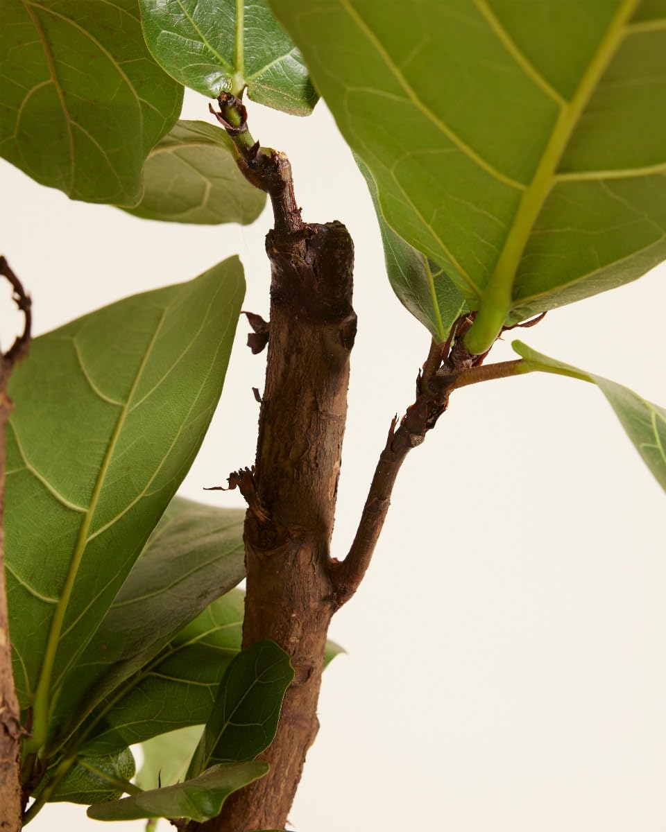plnts-rareplnts-ficus-lyrata-branched-zimmerbaum-100-cm image 4
