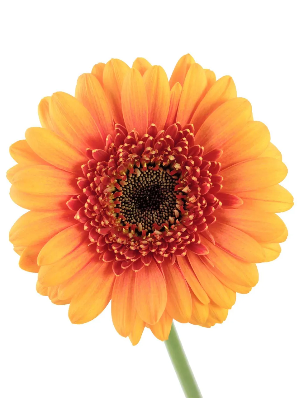blumigo-gerbera-mini-wakita-schnittblume-orange image 1