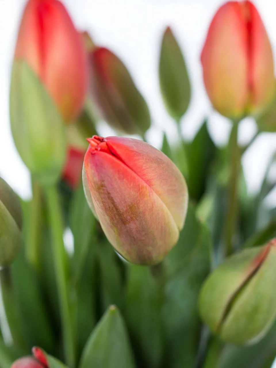 blumigo-tulpen-parade-freilandtulpe-rot-st-ck-8-tage-frisch image 1