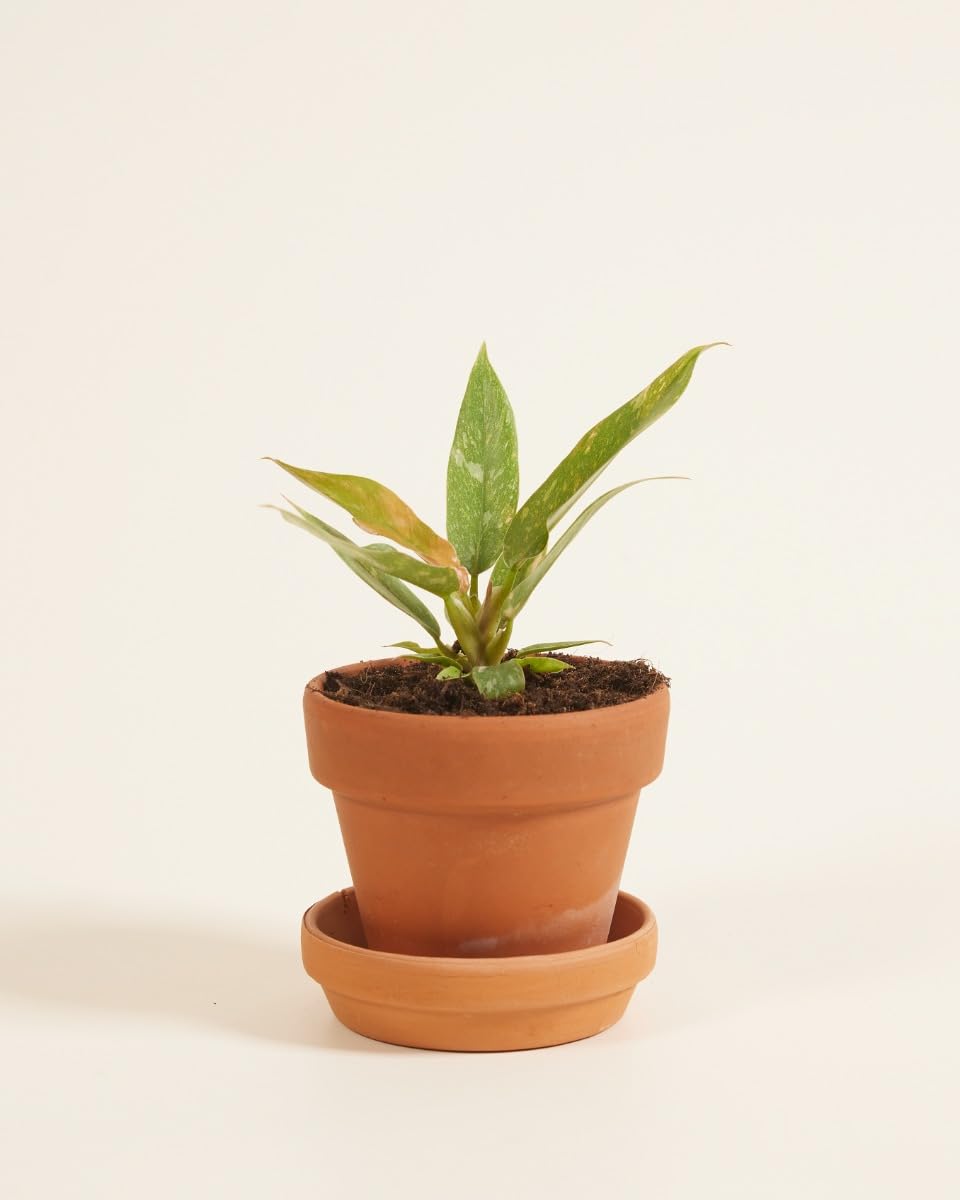 plnts-babyplnts-philodendron-ring-of-fire-zimmerpflanze-6cm-topf image 2