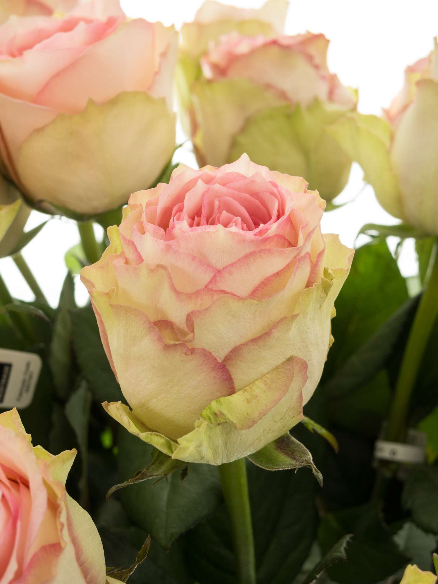 blumigo-rosen-esperance-rose-rosa-creme-fairtrade image 1