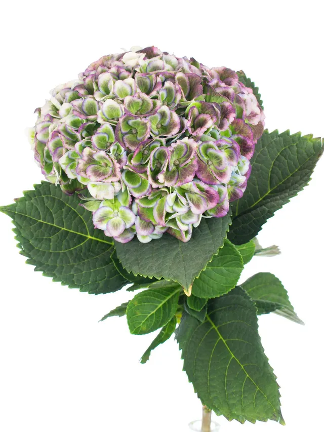blumigo-hortensien-revolution-classic-gr-n-blau-stiel image 1