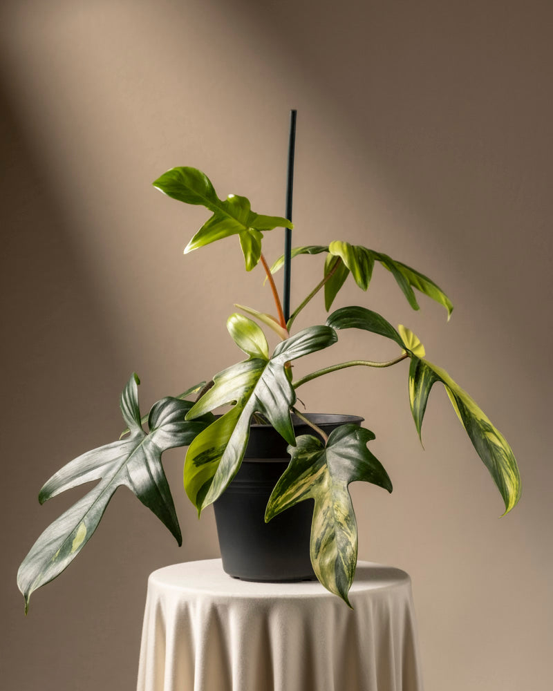 feey-variado-philodendron-florida-beauty-rarit-t-zimmerpflanze-ohne-bertopf image 3