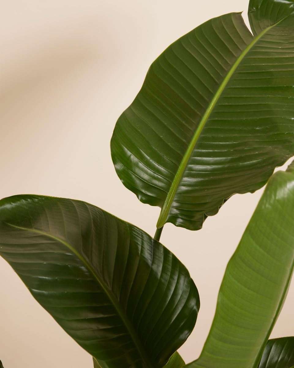 plnts-strelitzia-nicolai-zimmerpflanze-27cm-topf-160cm-gro-e-pflanze image 4