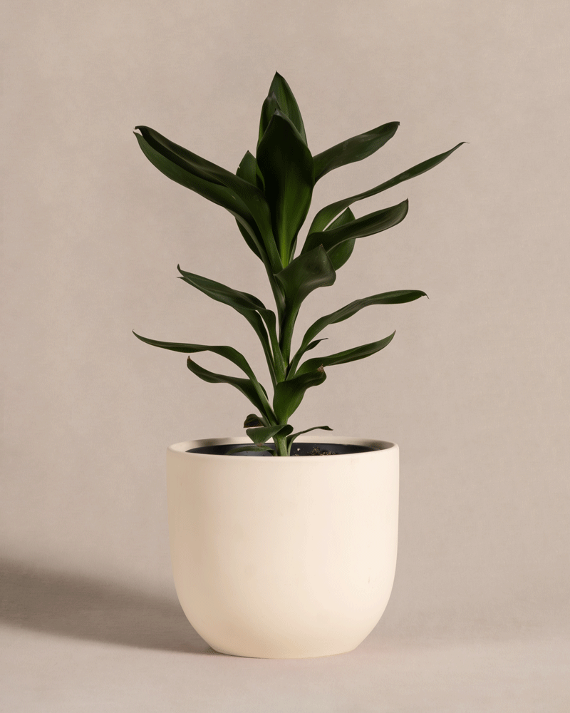 feey-keulenlilie-cordyline-zimmerpflanze-tierfreundlich image 6