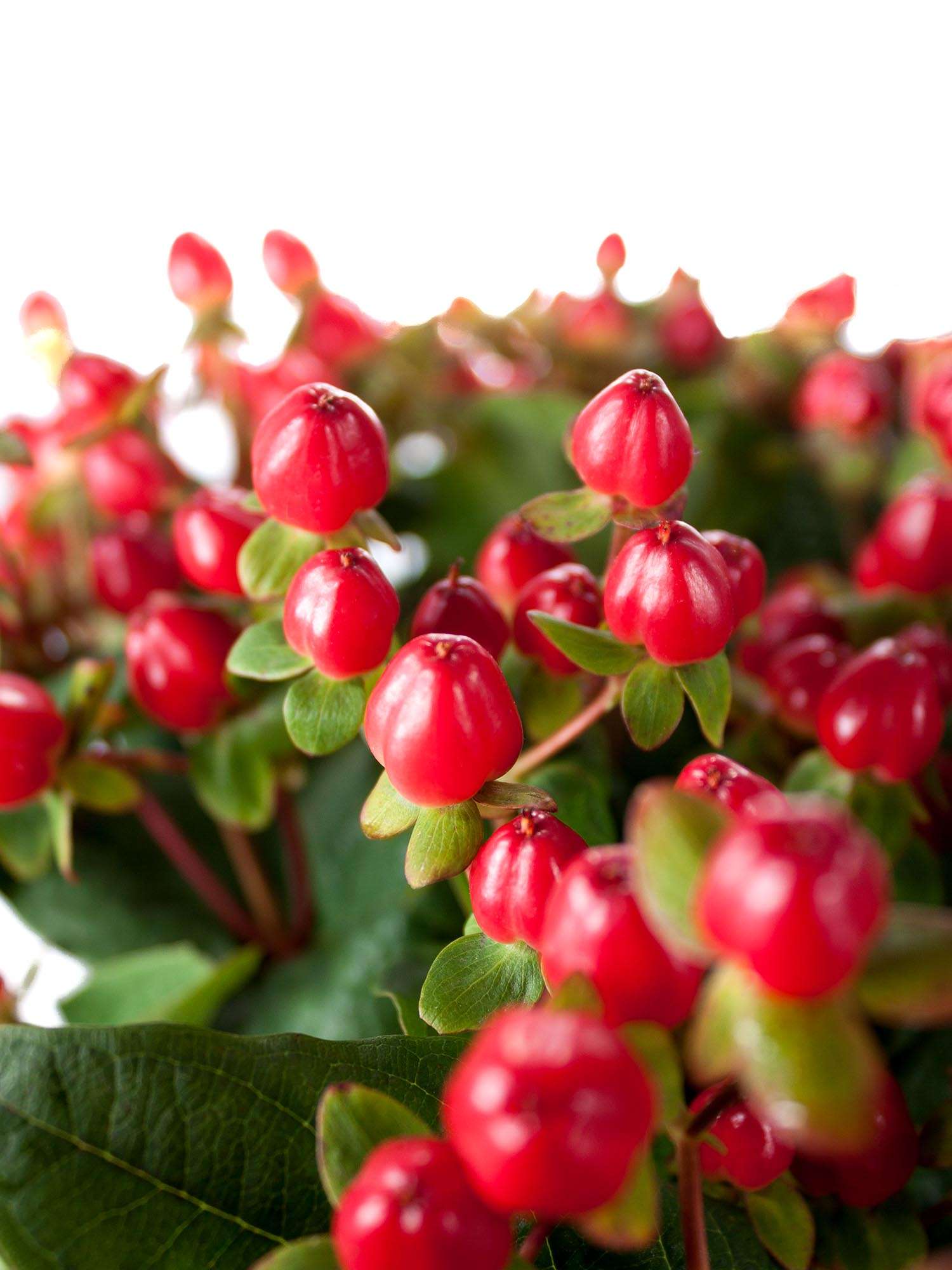 blumigo-greenery-hypericum-magical-triumph-rot-schnittgr-n image 1
