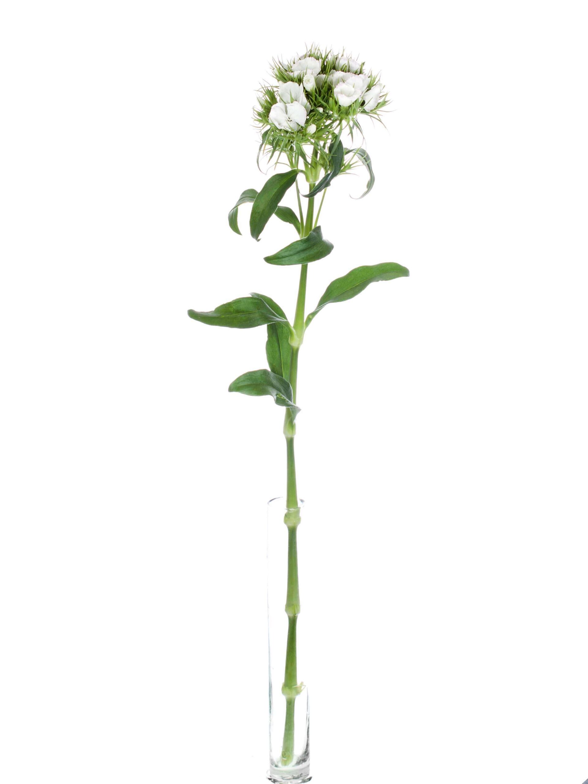 blumigo-nelken-bartnelken-schnittblume-wei image 4