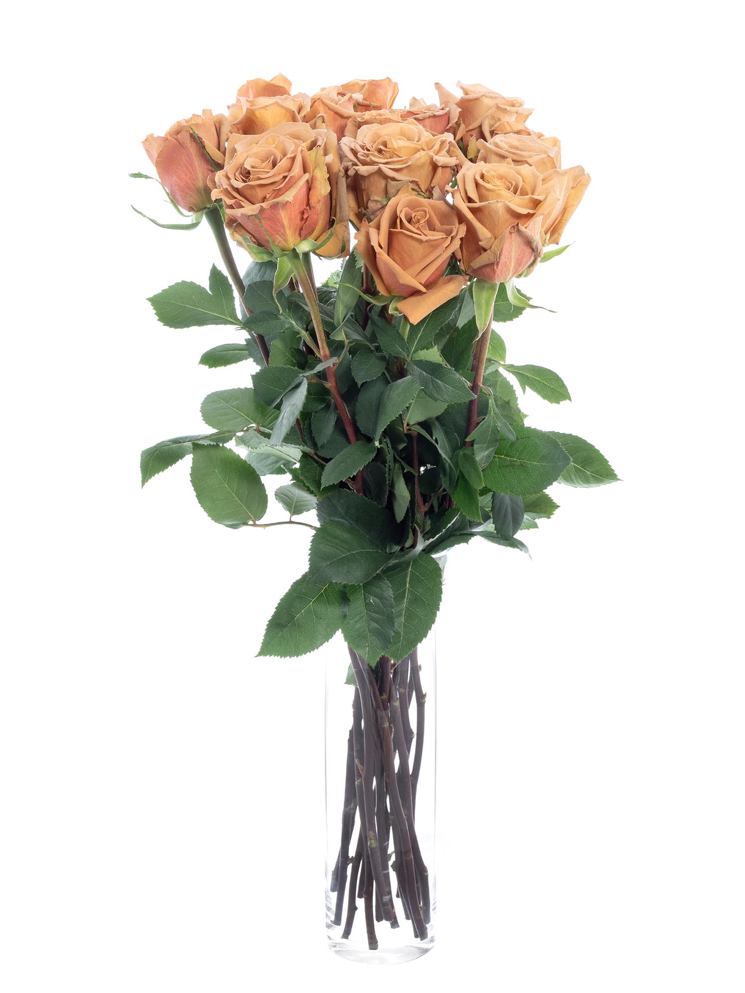 blumigo-rosen-toffee-rose-creme-braun image 2