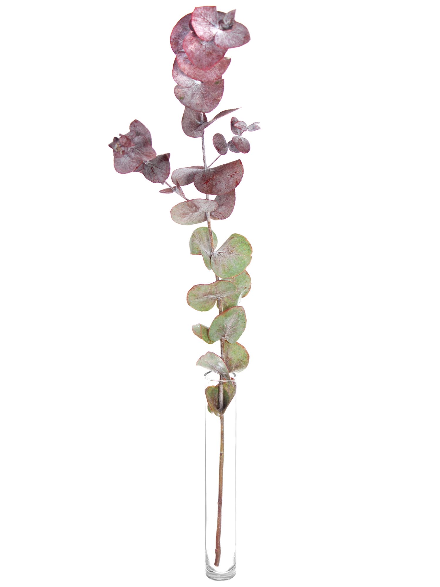 blumigo-eukalyptus-cinerea-painted-rot-zweige image 4