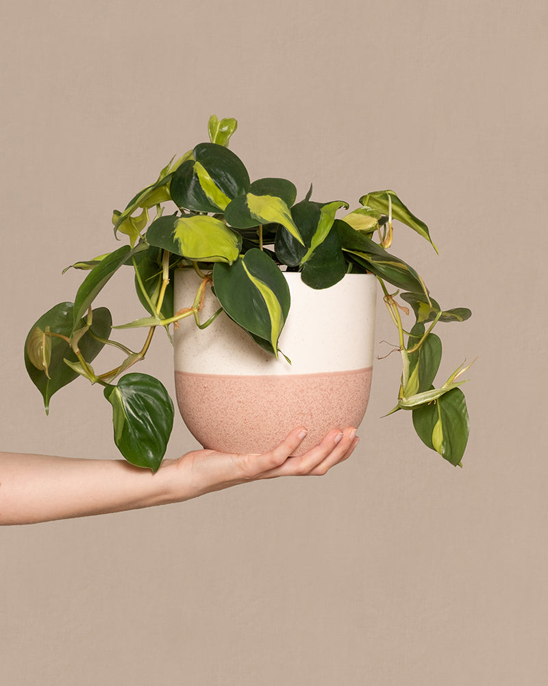 feey-variado-philodendron-scandens-brasil-h-ngepflanze-pflegeleicht image 1