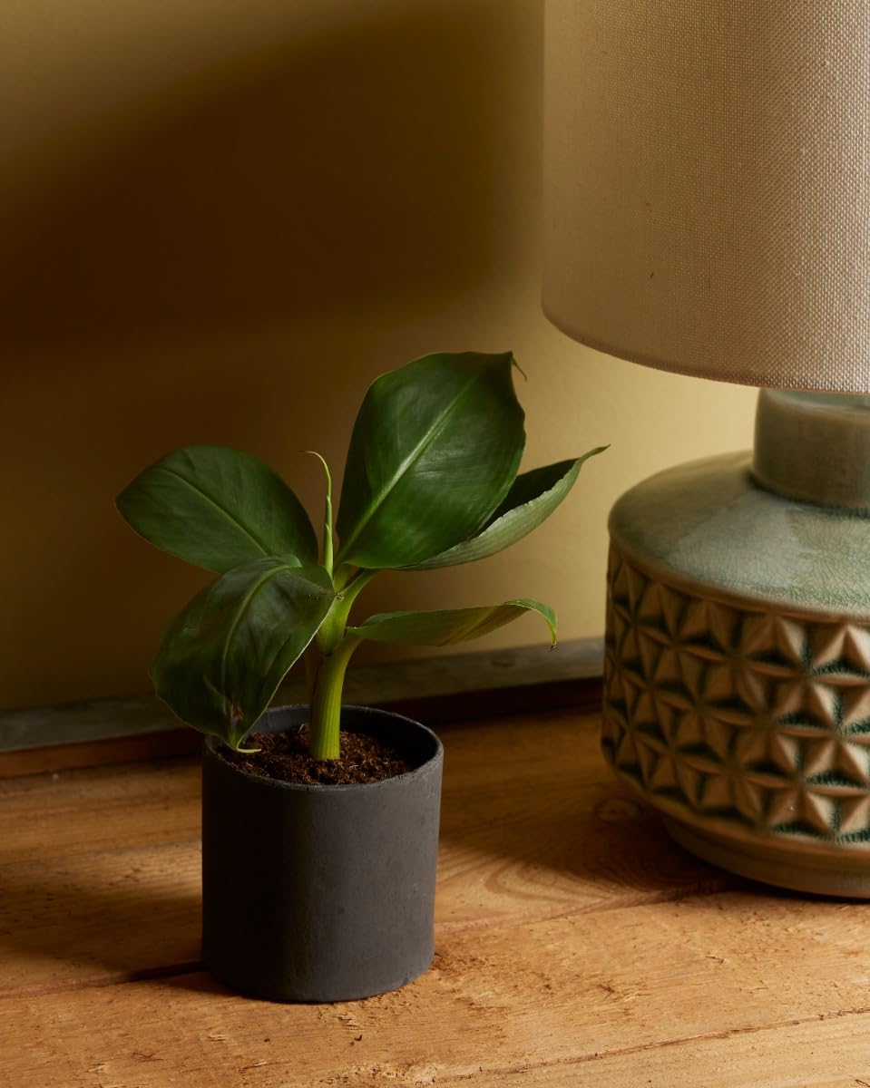 plnts-babyplnts-musa-dwarf-bananenpflanze-mini-15cm image 6