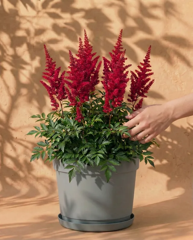 feey-amsterdam-astilbe-pink-3-stk-zum-eingraben-winterhart image 1