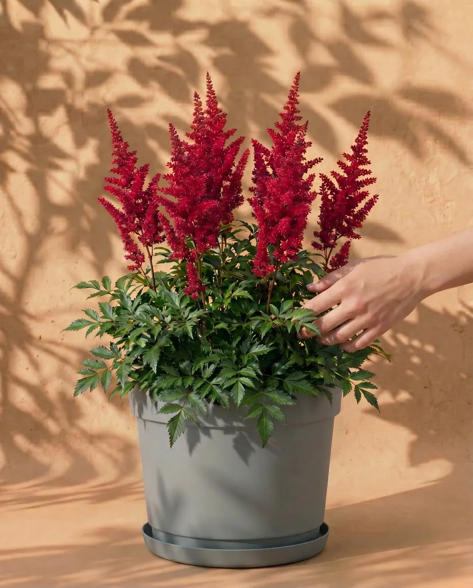 feey-amsterdam-astilbe-pink-3-stk-zum-eingraben-winterhart image 1