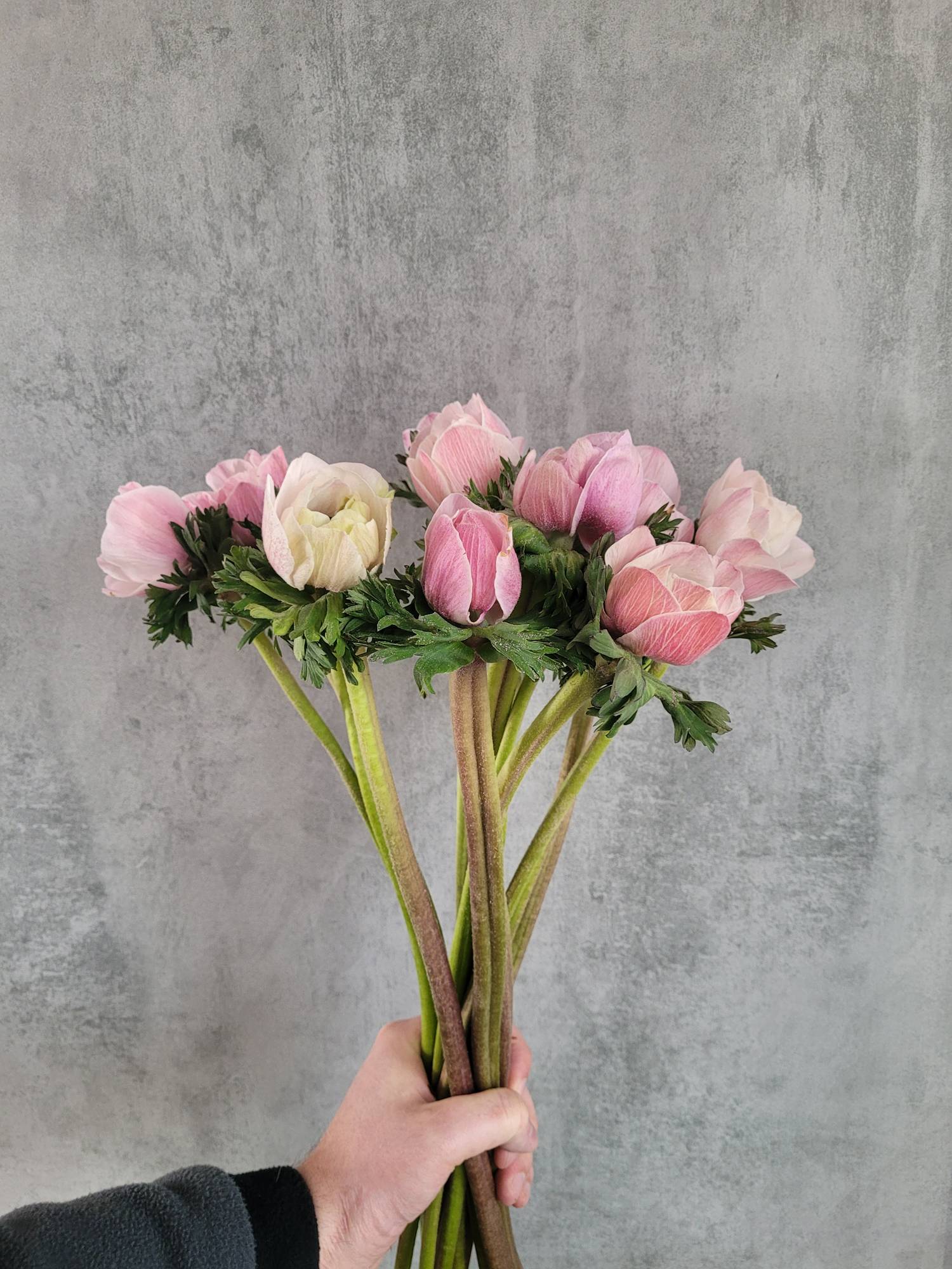 blumigo-anemonen-xl-mistral-powder-light-pink-schnittblume-rosa image 2