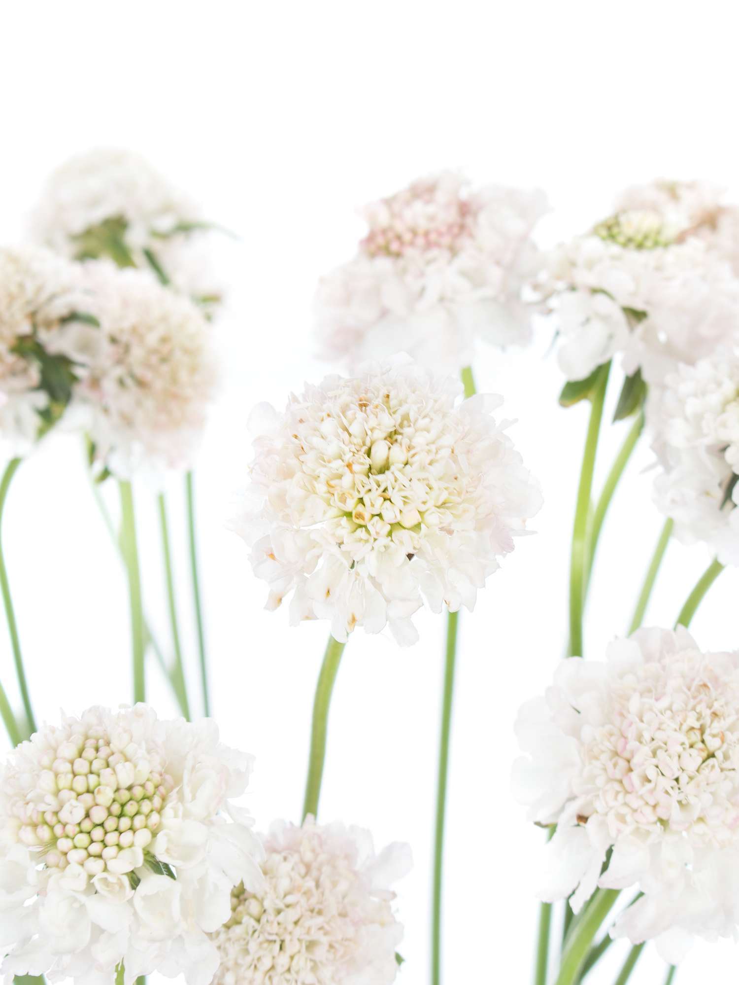 blumigo-skabiosen-wei-rosa-schnittblume image 1