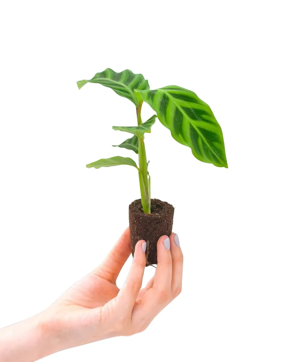 plnts-babyplnts-calathea-zebrina-zimmerpflanze-15-cm-gebetspflanze image 1