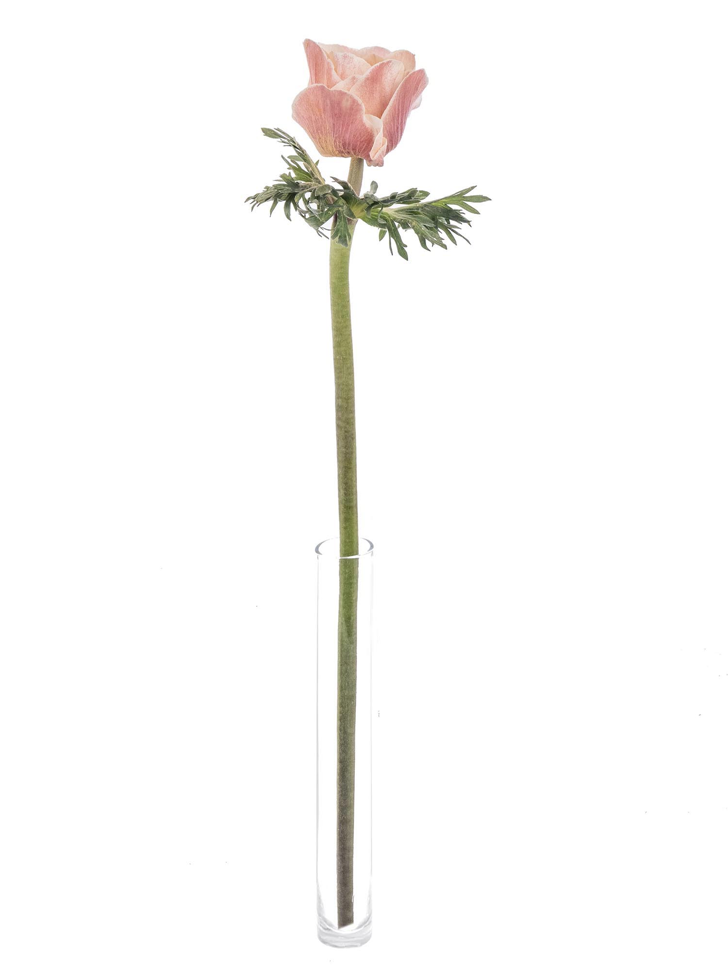 blumigo-anemonen-xl-mistral-powder-apricot-bund-apricot image 3