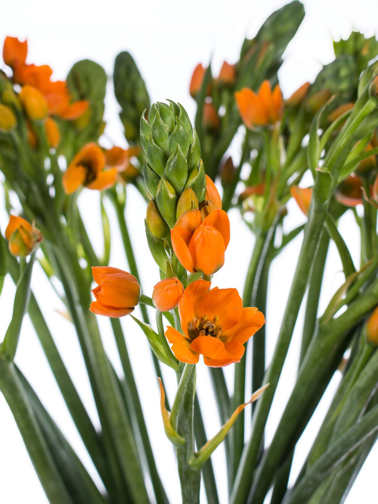blumigo-ornithogalum-sunshine-schnittblume-orange image 1