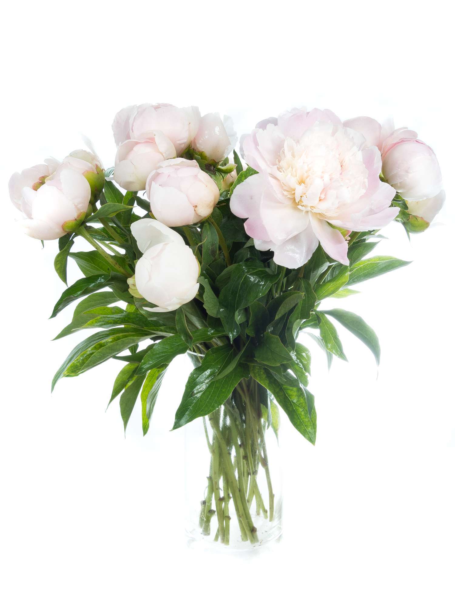 blumigo-pfingstrosen-pecher-schnittblume-hell-rosa image 2