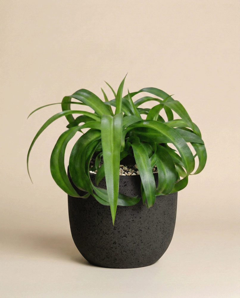 feey-variado-green-bonnie-gr-nlilie-tierfreundlich-ohne-topf image 6