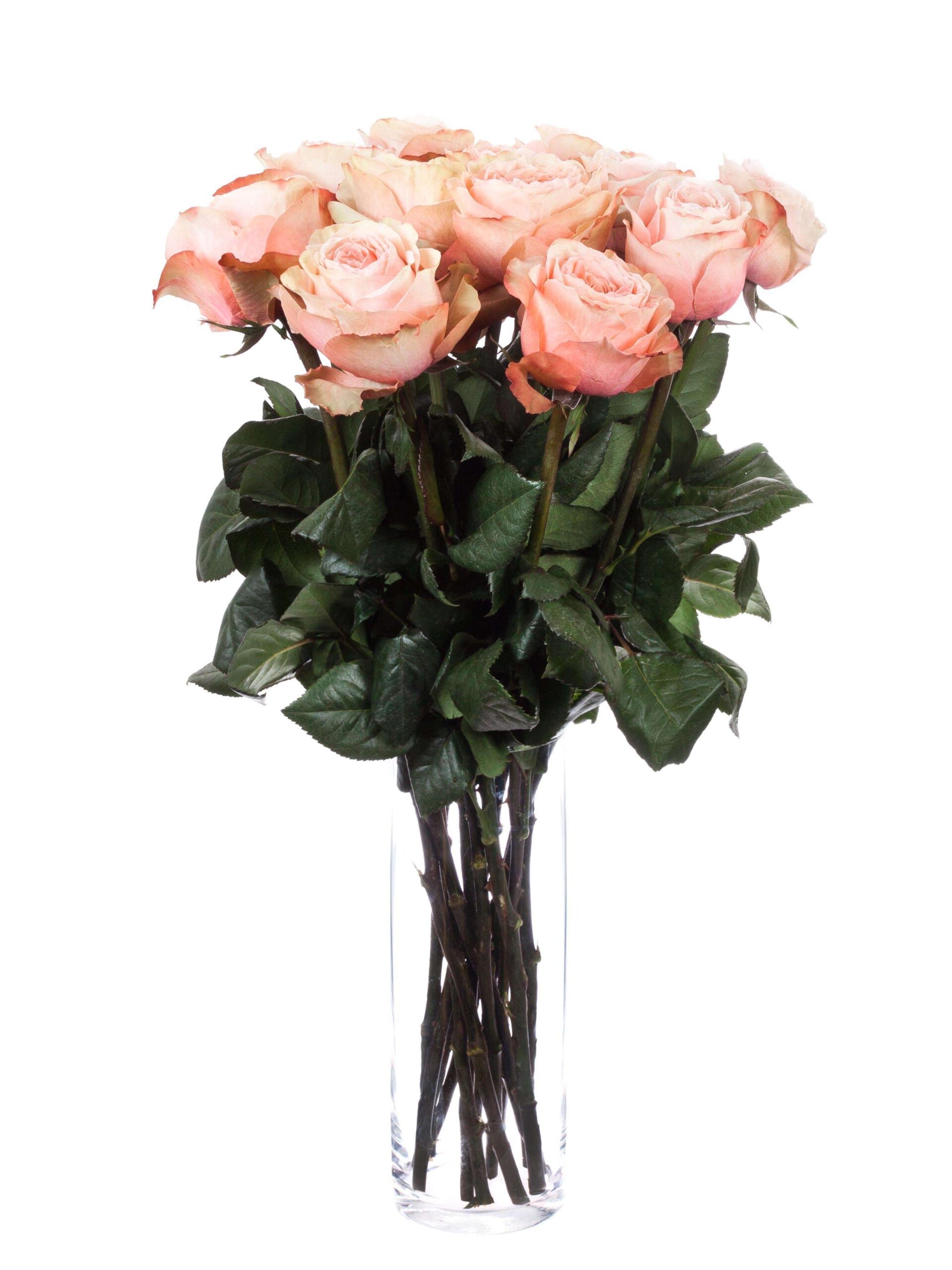 blumigo-rosen-kahala-rose-creme-apricot-einzelstiel image 4