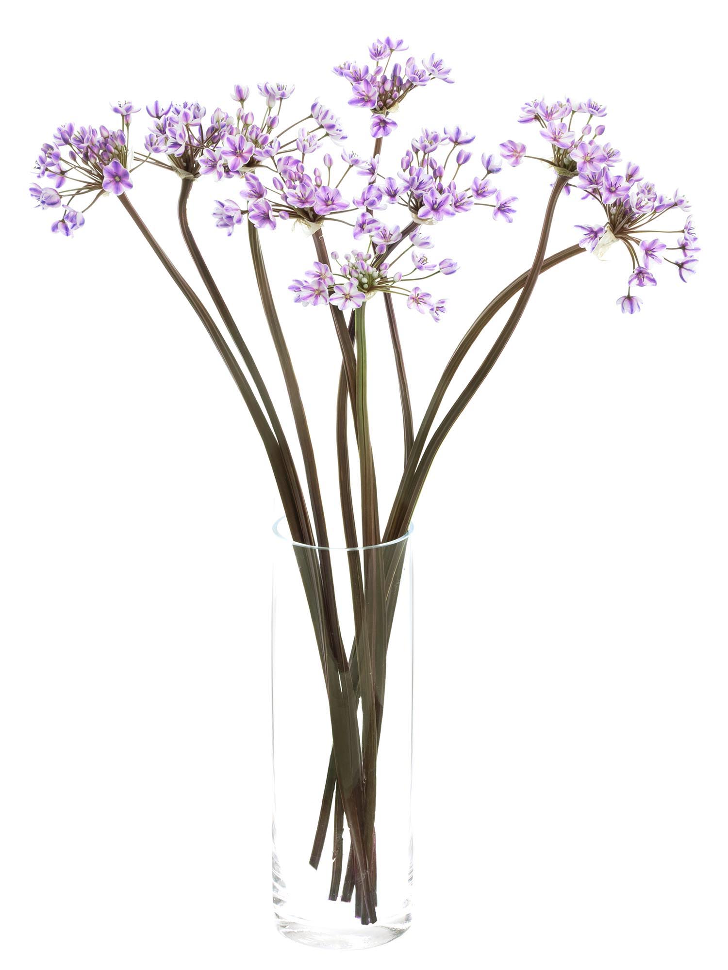 blumigo-fr-hlingsknollen-allium-neopolitanum-lila-wei image 2