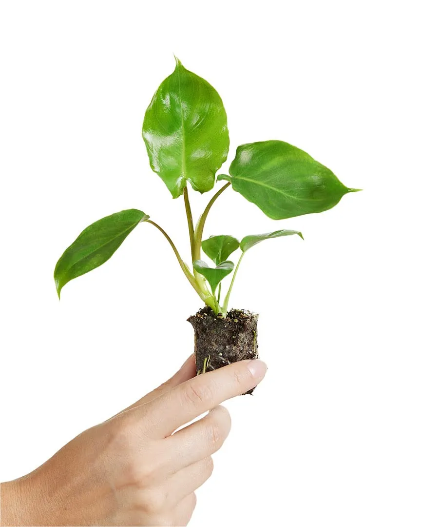 plnts-baby-philodendron-burle-marx-zimmerpflanze-10-cm-pflegeleicht image 1
