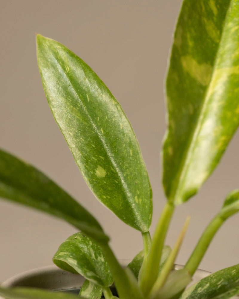 feey-ring-of-fire-philodendron-babypflanze-ohne-bertopf-rarit-t image 2