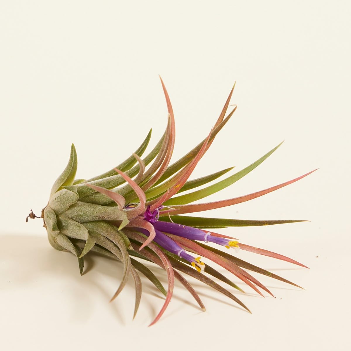 plnts-babyplnts-tillandsia-ionantha-luftpflanze-baby-5-cm image 3