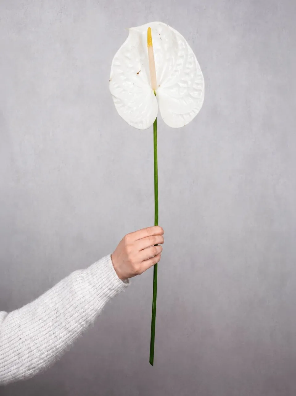 blumigo-blattwerk-und-bindegr-n-anthurie-adina-wei-exotisch image 1